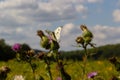 Female European Large Cabbage White butterfly Pieris brassicae feeding on a thistle flower Royalty Free Stock Photo