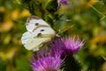 Female European Large Cabbage White butterfly Pieris brassicae feeding on a thistle flower Royalty Free Stock Photo