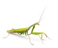 Female European Mantis or Praying Mantis, Mantis