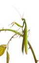 Female European Mantis or Praying Mantis, Mantis