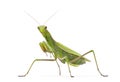 Female European Mantis or Praying Mantis, Mantis