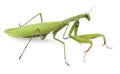 Female European Mantis or Praying Mantis, Mantis religiosa