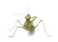 Female European Mantis or Praying Mantis, Mantis religiosa