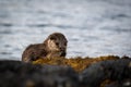 Female European Otter Lutra lutra resting on the loch shore Royalty Free Stock Photo