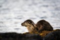 Female European Otter Lutra lutra resting on the loch shore Royalty Free Stock Photo