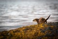 Female European Otter Lutra lutra strolling back to the loch shore