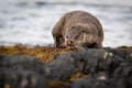 Female European Otter Lutra lutra walking along the loch shore Royalty Free Stock Photo