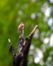 Female European pied flycatcher (Ficedula hypoleuca) sitting on a tree branch with green background Royalty Free Stock Photo