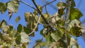 Female European pied flycatcher resting on a tree branch