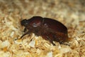 Female european rhinoceros beetle, Oryctes nasicornis on sawdust Royalty Free Stock Photo