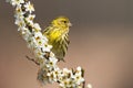 Female european serin sitting on a cherry twig in blossom in springtime