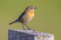 Female European stonechat Royalty Free Stock Photo