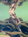 Female European toad, Bufo bufo. Closeup underwater with reflection Royalty Free Stock Photo