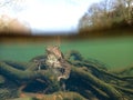 Female European toad, Bufo bufo. Closeup wide-angle underwater split Royalty Free Stock Photo