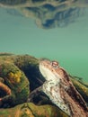 Female European toad, Bufo bufo. Macro, underwater Royalty Free Stock Photo