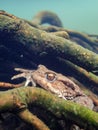 Female European toad, Bufo bufo. Macro, underwater Royalty Free Stock Photo