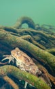 Female European toad, Bufo bufo. Macro, underwater Royalty Free Stock Photo