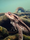 Female European toad, Bufo bufo. Macro, underwater Royalty Free Stock Photo