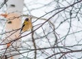 Female Evening Grosbeak Bird Celebratig New Year by Minus Twenty