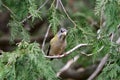 Female Evening Grosbeak bird perched in a cedar tree