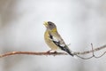 Female evening grosbeak