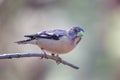 Female Evening Grosbeak perched on branch