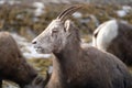 Female ewe bighorn sheep relaxing in the wild, in Radium Hot Springs British Columbia. Sheep has mouth open