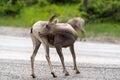 Female ewe bighorn sheep scratches herself in the wild, in Radium Hot Springs British Columbia