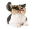 Female exotic shorthair cat in heat Royalty Free Stock Photo