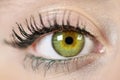 Female eye close-up. Macro. Perfect makeup and eyebrows. Beautiful green eyes. Royalty Free Stock Photo