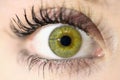 Female eye close-up. Macro. Perfect makeup and eyebrows. Beautiful green eyes. Royalty Free Stock Photo