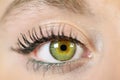 Female eye close-up. Macro. Perfect makeup and eyebrows. Beautiful green eyes. Royalty Free Stock Photo