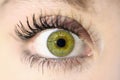 Female eye close-up. Macro. Perfect makeup and eyebrows. Beautiful green eyes. Royalty Free Stock Photo