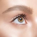 Female eye close-up.  Perfect makeup and eyebrows. Beautiful green-brown eyes Royalty Free Stock Photo