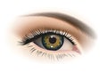 Female eye closeup. Vector