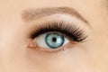 Female eye with extreme long false eyelashes and black liner. Eyelash extensions, make-up, cosmetics, beauty Royalty Free Stock Photo