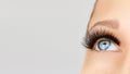 Female eye with extreme long false eyelashes and black liner. Eyelash extensions, make-up, cosmetics, beauty Royalty Free Stock Photo