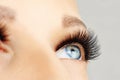 Female eye with extreme long false eyelashes and black liner. Eyelash extensions, make-up, cosmetics, beauty Royalty Free Stock Photo