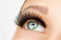 Female eye with extreme long false eyelashes and black liner. Eyelash extensions, make-up, cosmetics, beauty Royalty Free Stock Photo