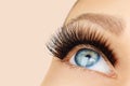 Female eye with extreme long false eyelashes and black liner. Eyelash extensions, make-up, cosmetics, beauty Royalty Free Stock Photo