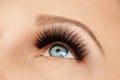 Female eye with extreme long false eyelashes and black liner. Eyelash extensions, make-up, cosmetics, beauty Royalty Free Stock Photo