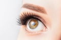 Female eye with long eyelashes, beautiful makeup and light brown eyebrow close-up. Eyelash extensions, lamination, microblading, Royalty Free Stock Photo