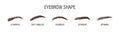 Female eyebrows. Various forms and types. Arch brows shapes. Linear vector Illustration in trendy minimalist style. Brow