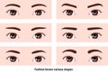 Female eyebrows various shapes vector illustration / Asian, Japanese,Korean