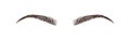 Female eyebrows on white background. Permanent make-up and microblading. Brow bar logo. Linear vector Illustration in