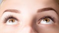 Female eyes with long false eyelashes. Classic 1D, 2D eyelash extensions and light brown eyebrow close up. Eyelash extensions,