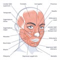 Female facial muscles detailed face anatomy vector illustration Royalty Free Stock Photo