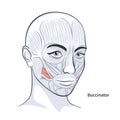 Female facial muscles detailed face anatomy vector illustration Royalty Free Stock Photo