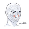 Female facial muscles detailed face anatomy vector illustration Royalty Free Stock Photo