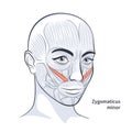 Female facial muscles detailed face anatomy vector illustration Royalty Free Stock Photo